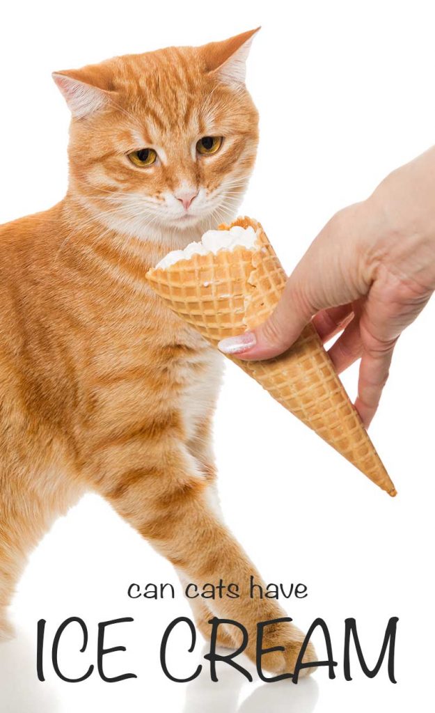 Can Cats Eat Ice Cream A Guide By The Happy Cat Site