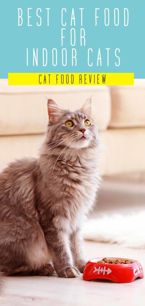 Best Cat Food For Indoor Cats Top Tips And Reviews