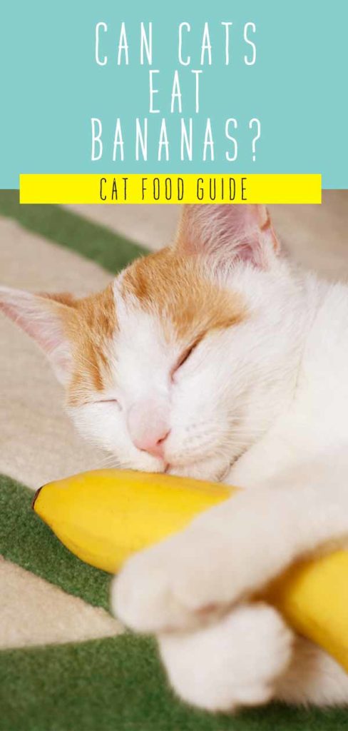 Can Cats Eat Bananas Safely A Full Guide To Bananas For Cats