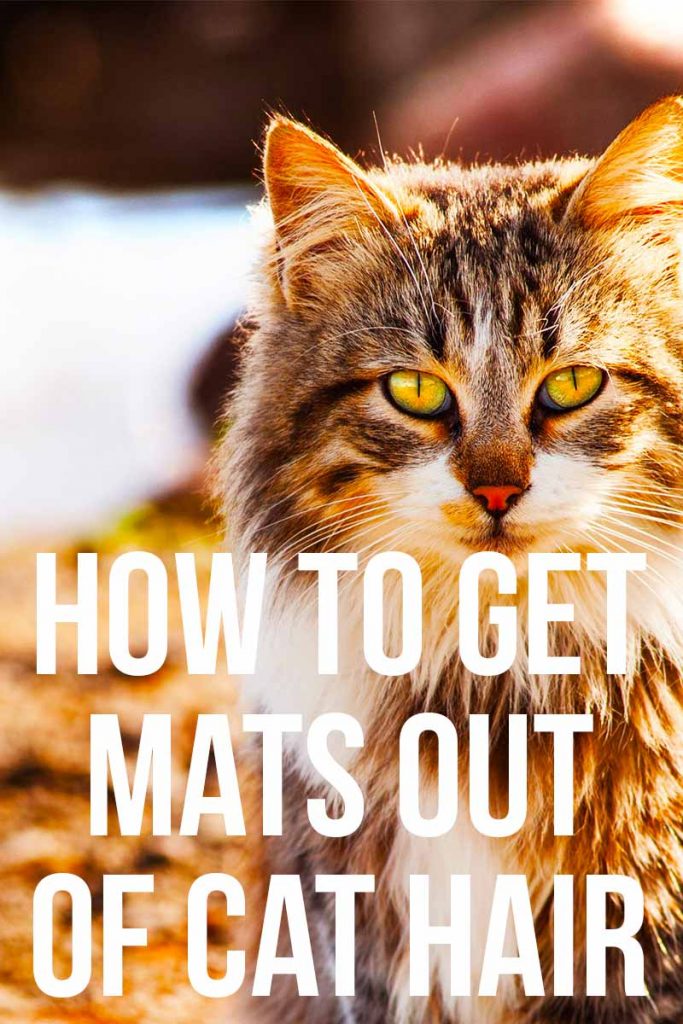 How To Get Mats Out Of Cat Hair Our Favorite Products And Tutorials