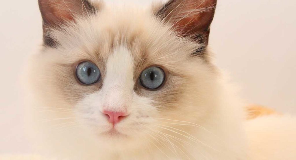 ragdoll-cat-care-traits-and-breed-guide