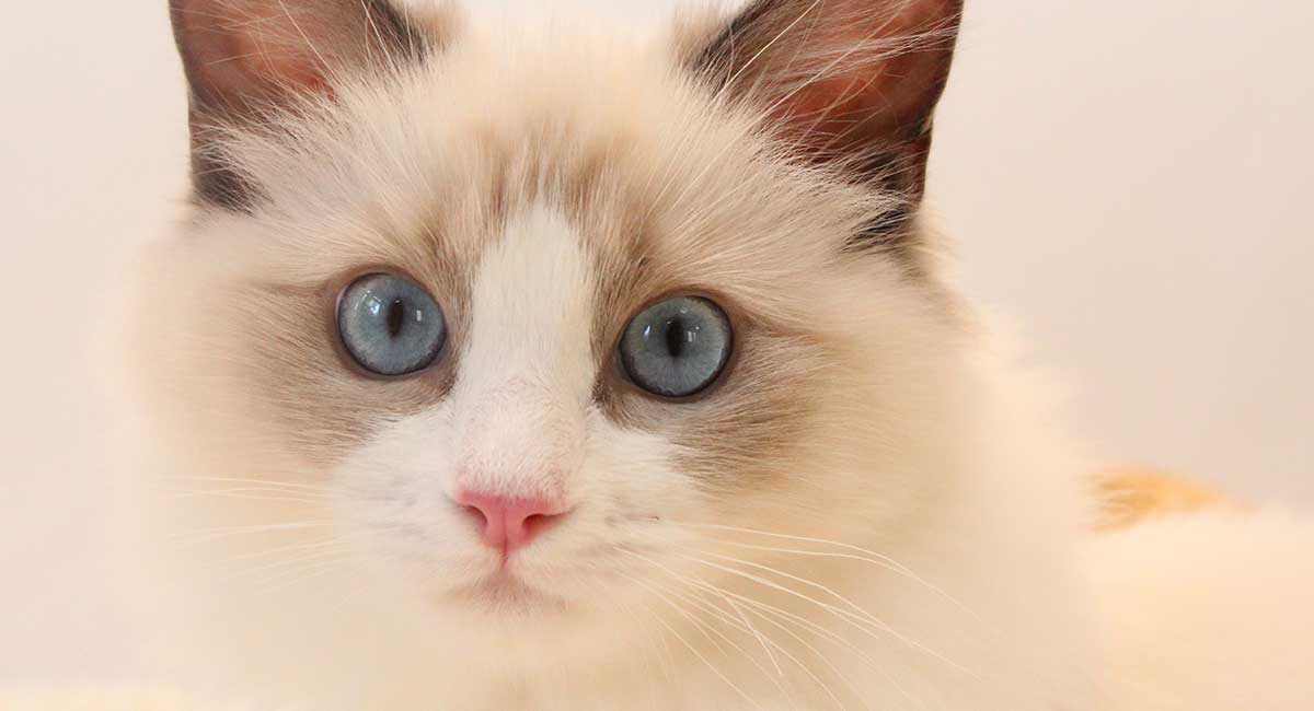 Five Surprising Ways the Ragdoll Cat and the Domestic Cat Differ