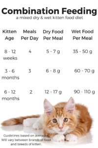 Feeding Your Kitten - Helpful Kitten Feeding Schedules and Charts