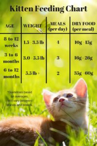 Feeding Your Kitten - Helpful Kitten Feeding Schedules and Charts