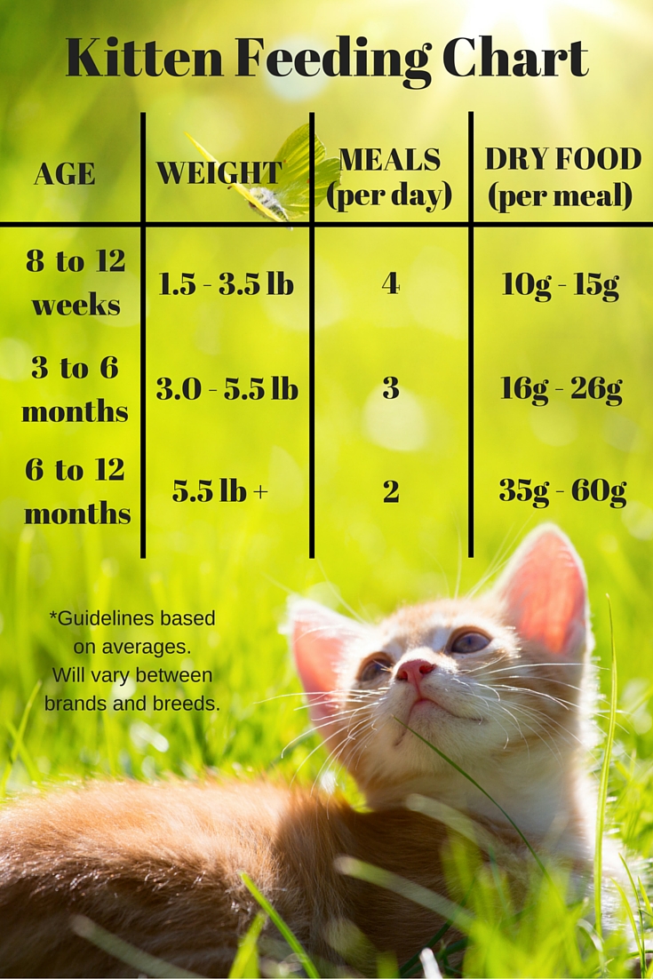 When Can Cats Eat Dry Food At Mary Jenkins Blog