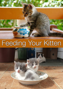 Feeding Your Kitten - Helpful Kitten Feeding Schedules and Charts