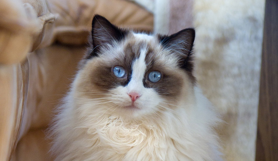 Ragdoll Cats - A Complete Guide From The Happy Cat Site