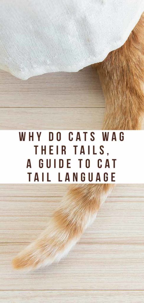 house cat tail quiver meaning