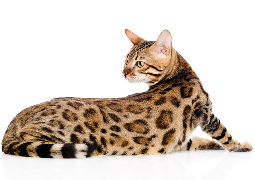 Bengal Cats - The Complete Guide To This Beautiful Breed