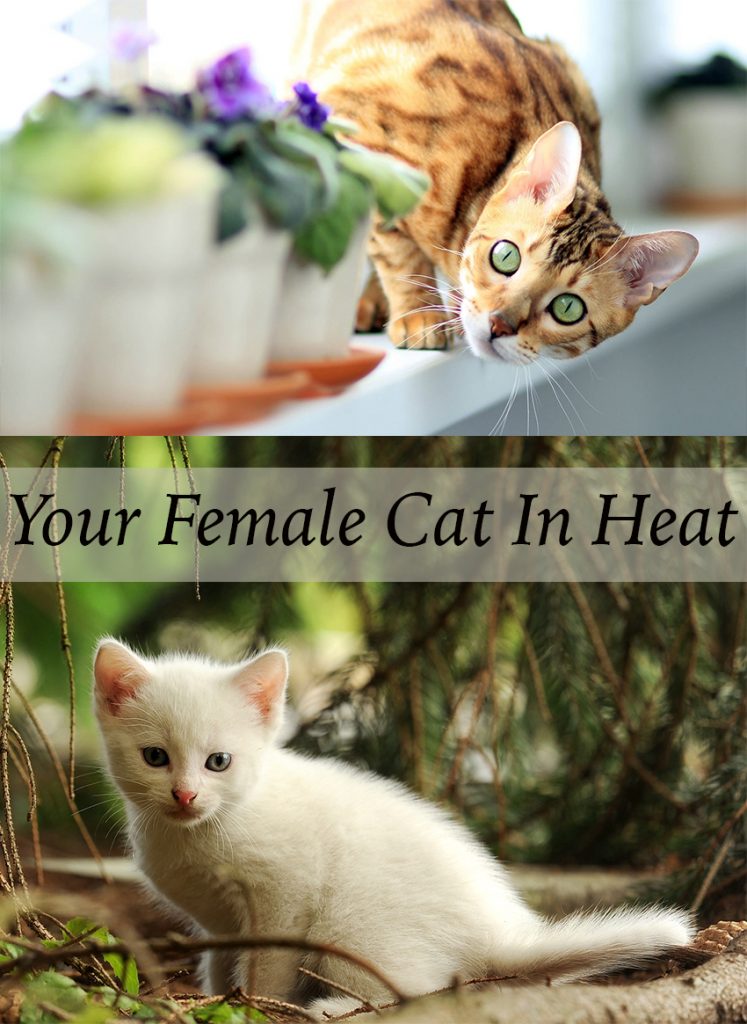 What Happens When A Cat Is In Heat? What To Expect And When.