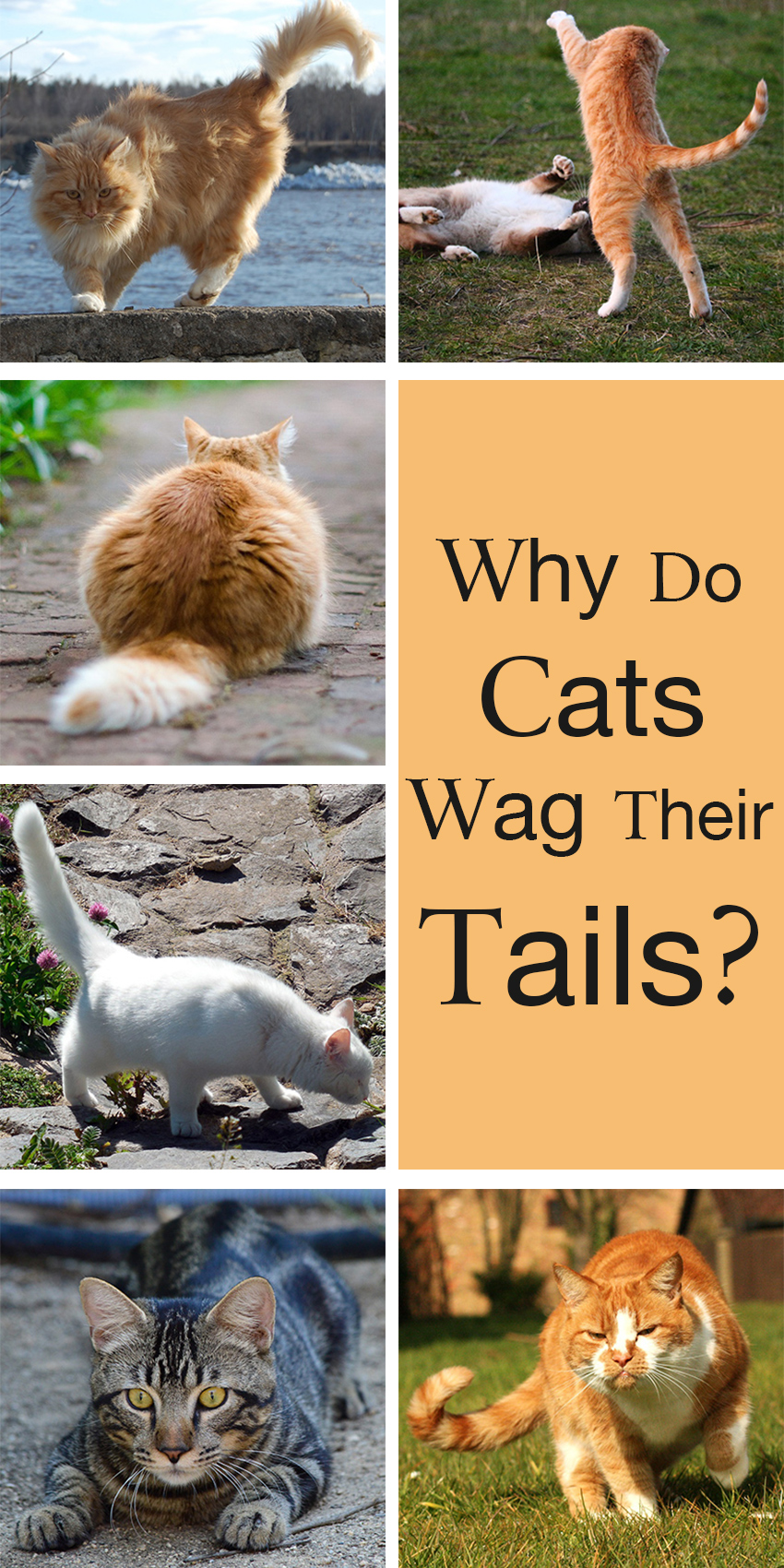 Why Do Cats Wag Their Tails A Guide To Cat Tail Language