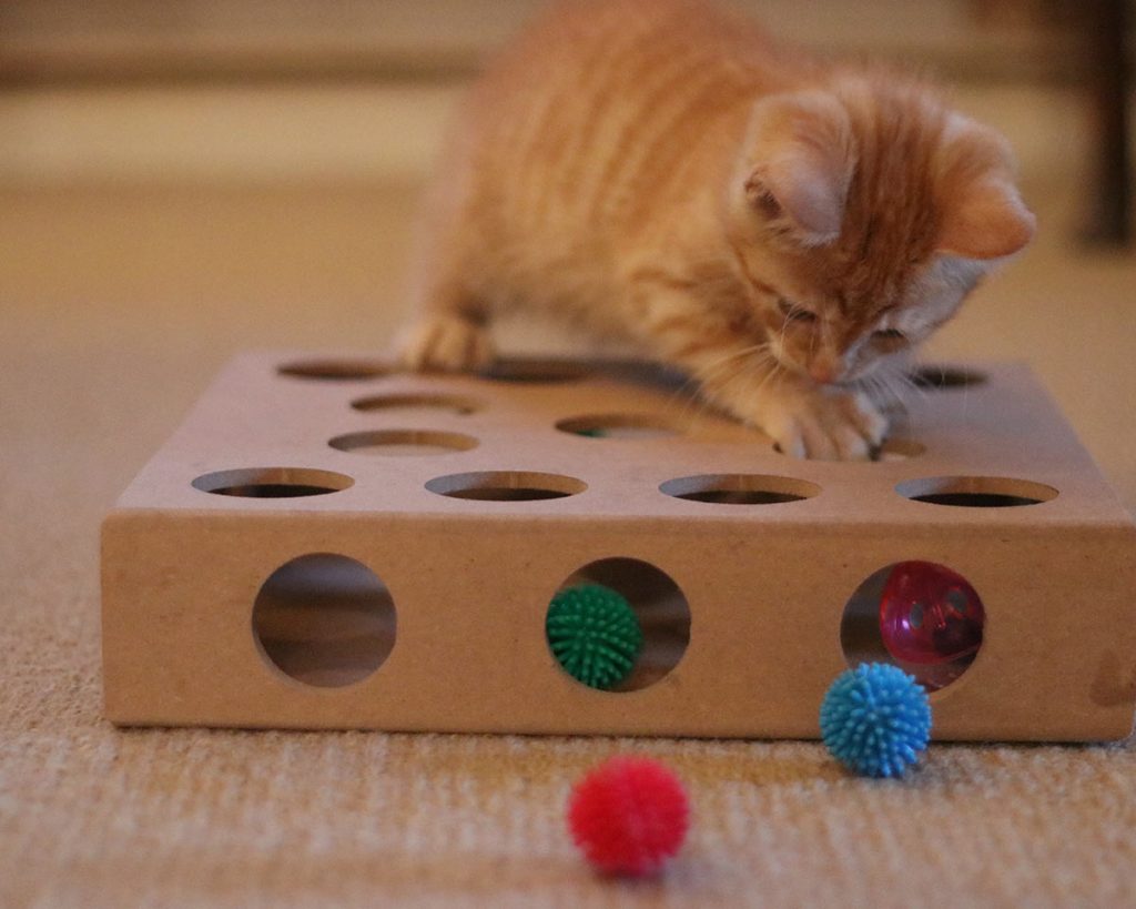 interactive cat toys