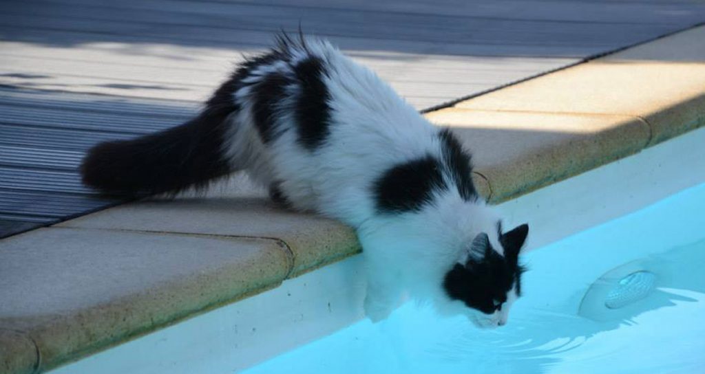 Can Cats Swim Breaking Down The Myths About Cats And Water