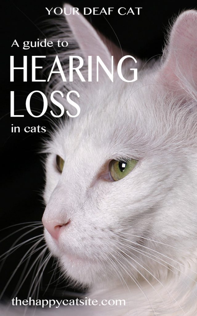 Your Deaf Cat Hearing Loss In Cats And Kittens