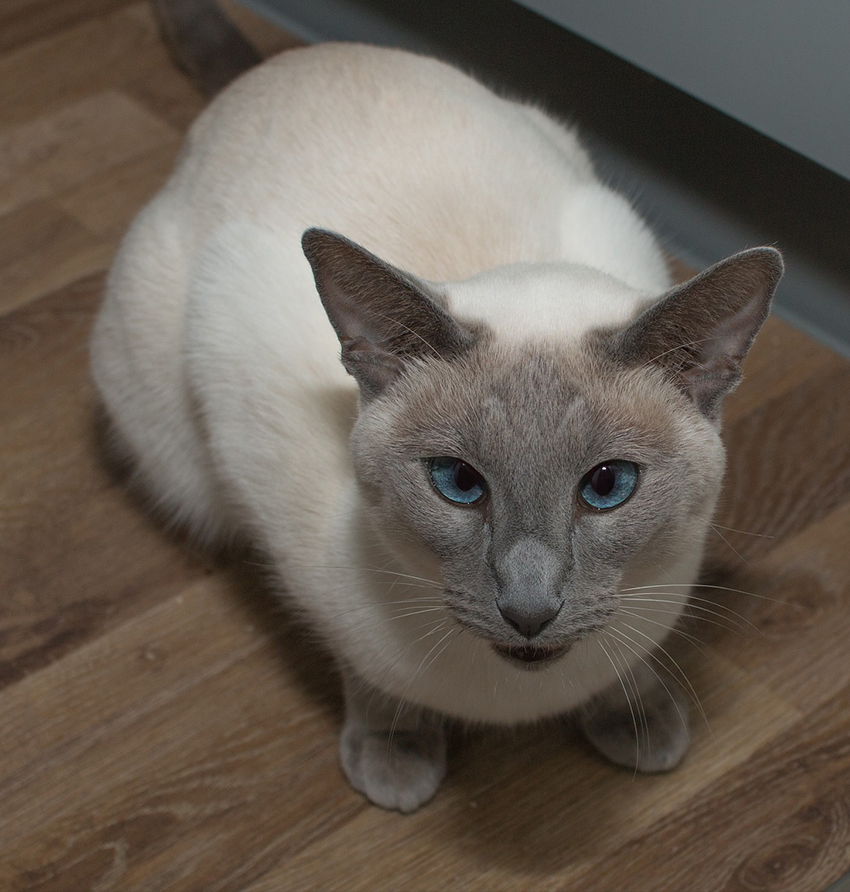 Siamese Cats: A Complete Guide - The Happy Cat Site
