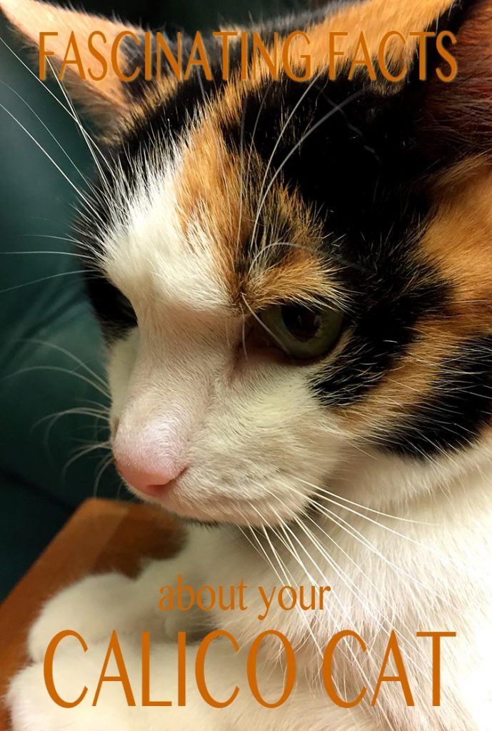 Are All Calico Cats Female? Discover Why Calicos Are Almost Always Girls