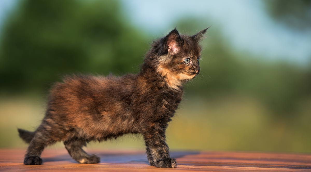examples between calico and tortoiseshell cats