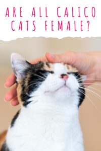 Are All Calico Cats Female? Discover Why Calicos Are Almost Always Girls