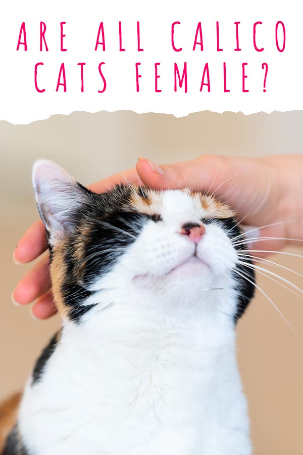 Are All Calico Cats Female? Discover Why Calicos Are Almost Always Girls