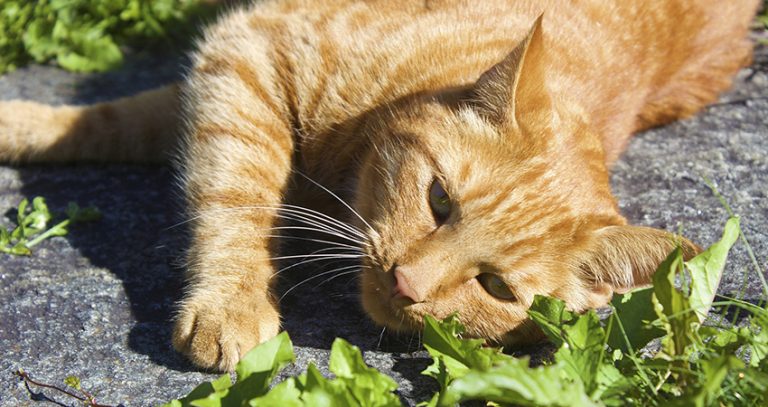 Are All Ginger Cats Male? The Link Between Coat Color and Gender In Boy ...