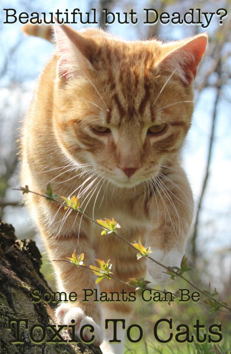 Poisonous Plants For Cats Your Complete Cat Safety Guide