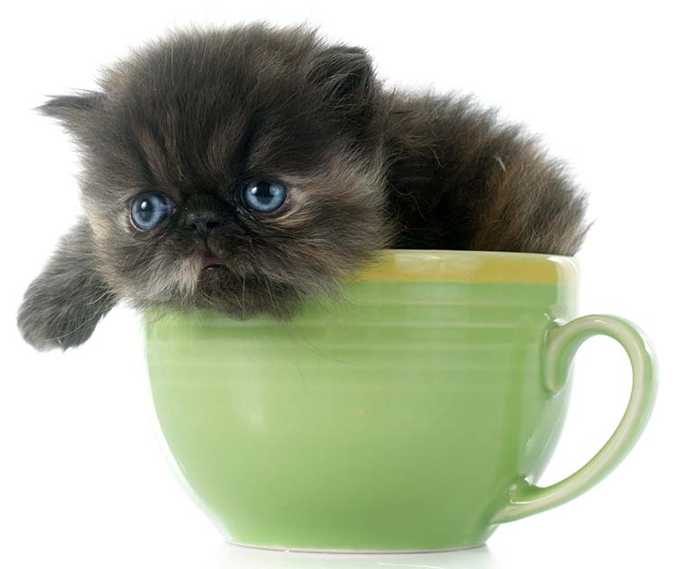 small breed cats teacup for sale