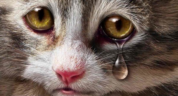 do-cats-cry-a-guide-to-cat-tears-and-what-they-mean