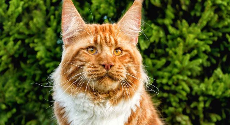 large-cat-breeds-the-biggest-domestic-house-cats