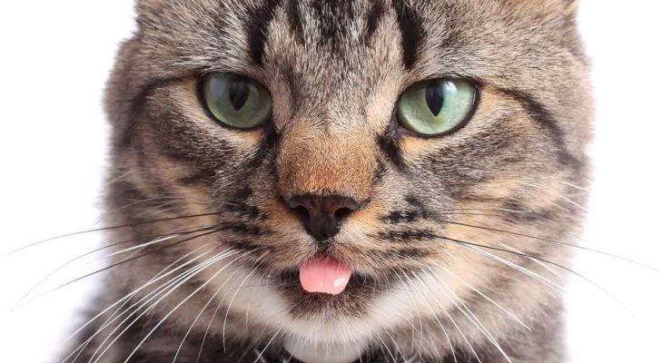 why-do-cats-stick-their-tongue-out-a-complete-guide