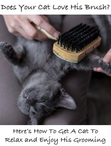 Choosing A Cat Brush And Top Cat Grooming Tips For Pet Owners