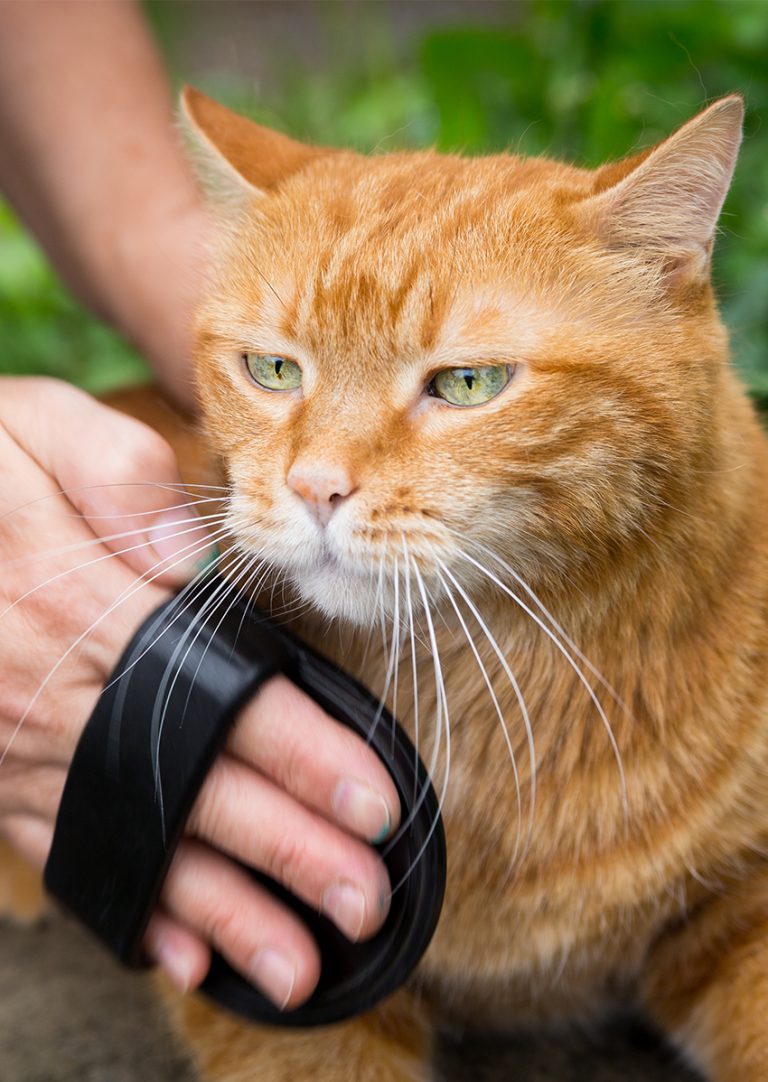 cat brush tunnel