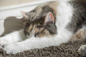 Cat Dementia – Signs, Treatments & Tips For Living With A Senile Cat