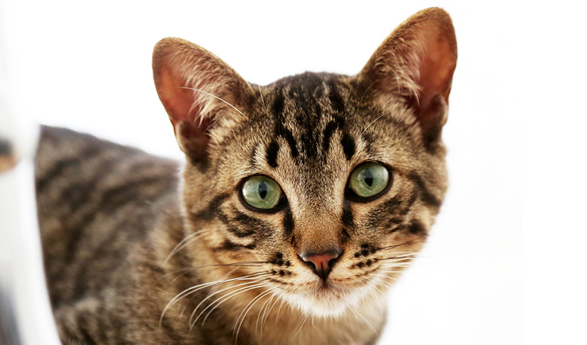 Cat Breeds With Pointed Ears