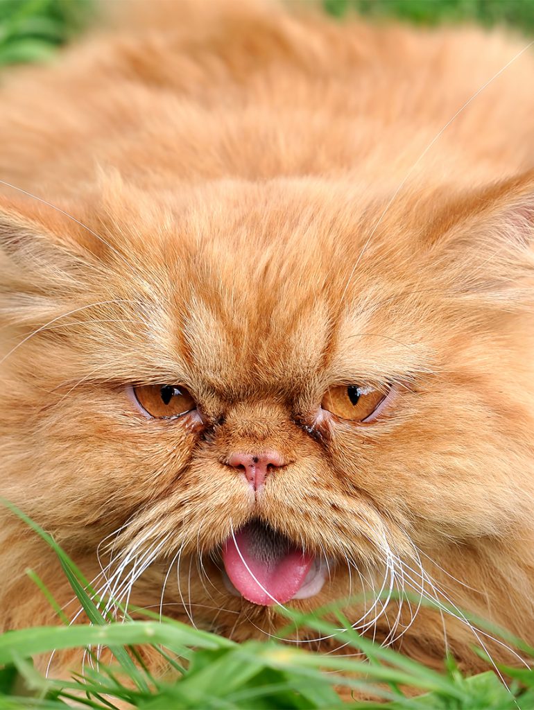 Do Cats Cry? A Guide To Cat Tars And What They Mean