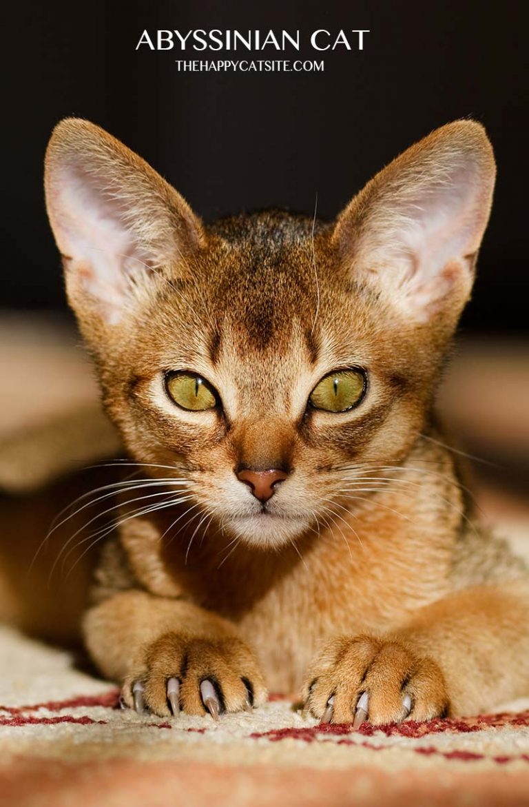 Abyssinian Cat Breed Information Center - A Complete Breed Guide