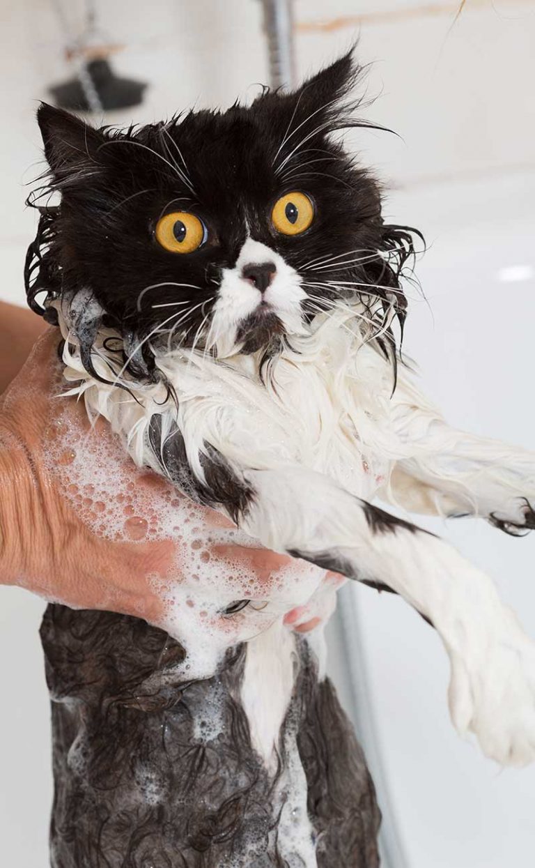 A Guide To How To Give A Cat A Bath by The Happy Cat Site