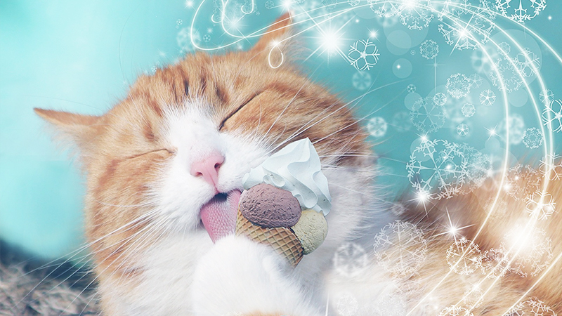 43 HQ Images Can Cats Eat Raspberry Ice Cream : Can Cats Eat Mint Chocolate Chip Ice Cream - Animal Friends