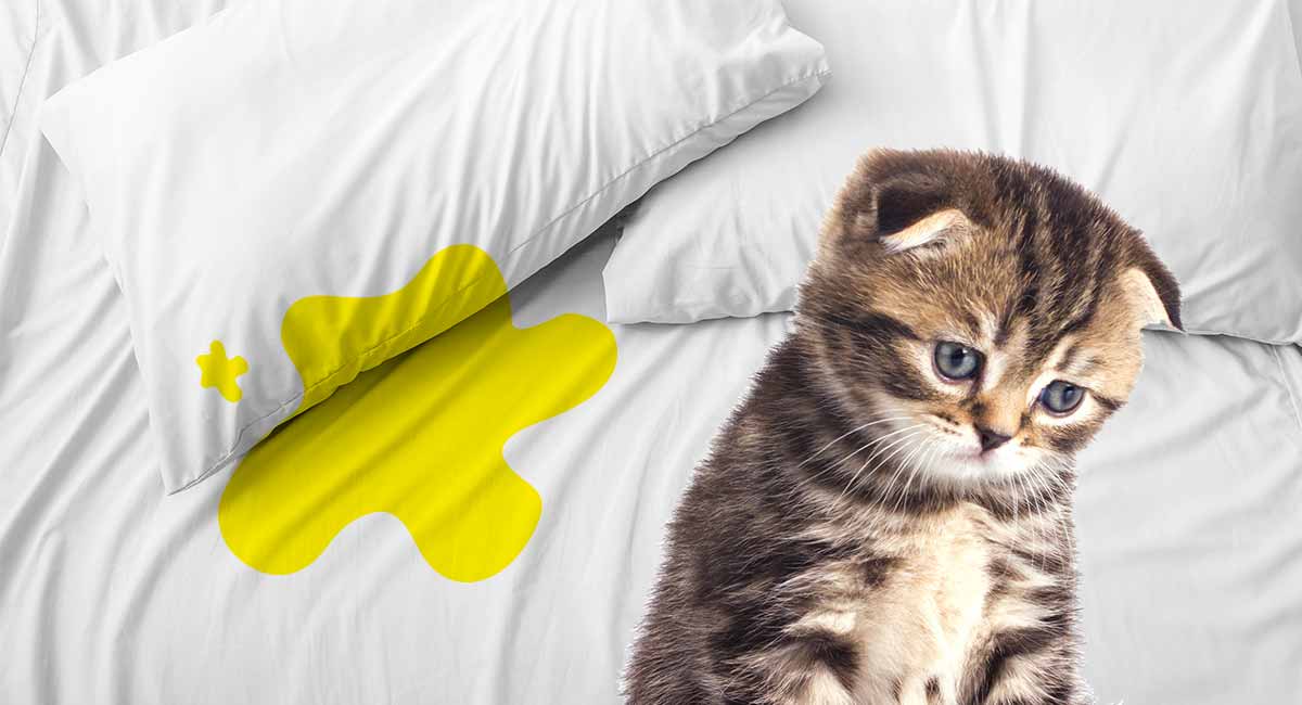Cat Peeing On Bed Covers Why They Do It And How To Stop Them