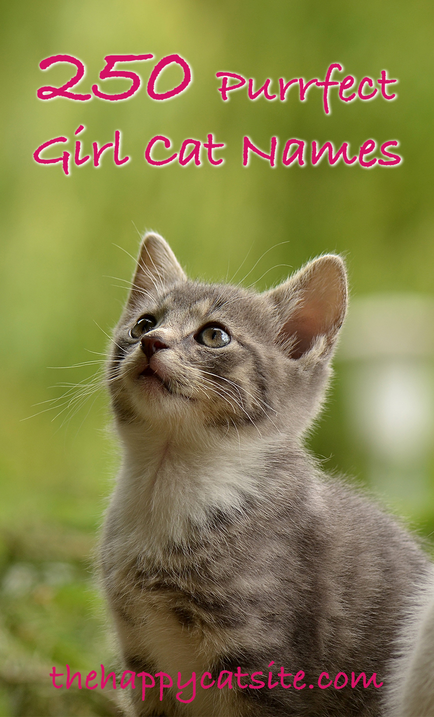 name for grey female cat