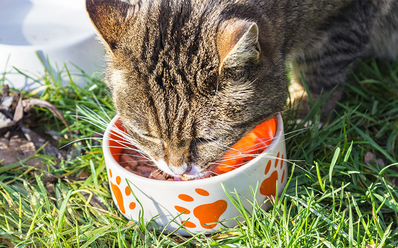 A Complete Guide To The Best Cheap Cat Food Wet And Dry 