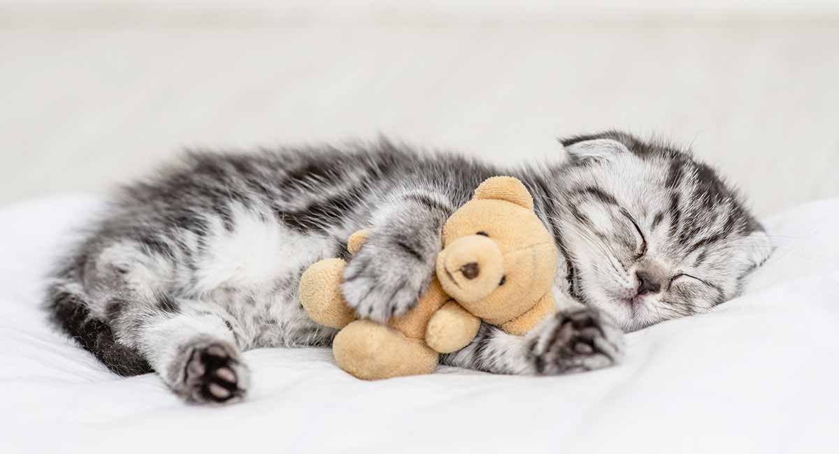 kitten stuffed animals