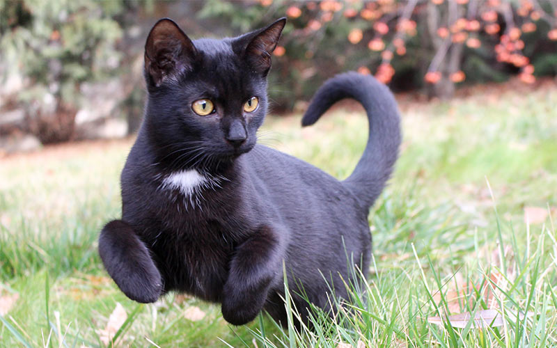 Cool Boy Names For Black Cats