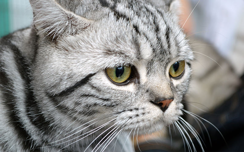 50+ cute names for grey cats That Will Melt Your Heart