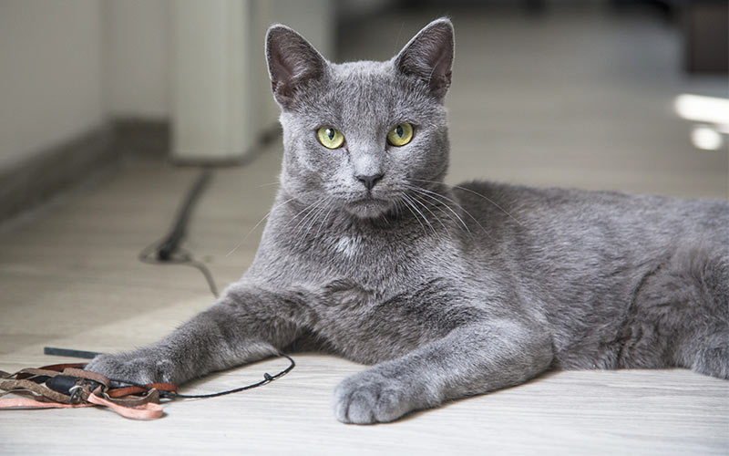 small gray cat breed