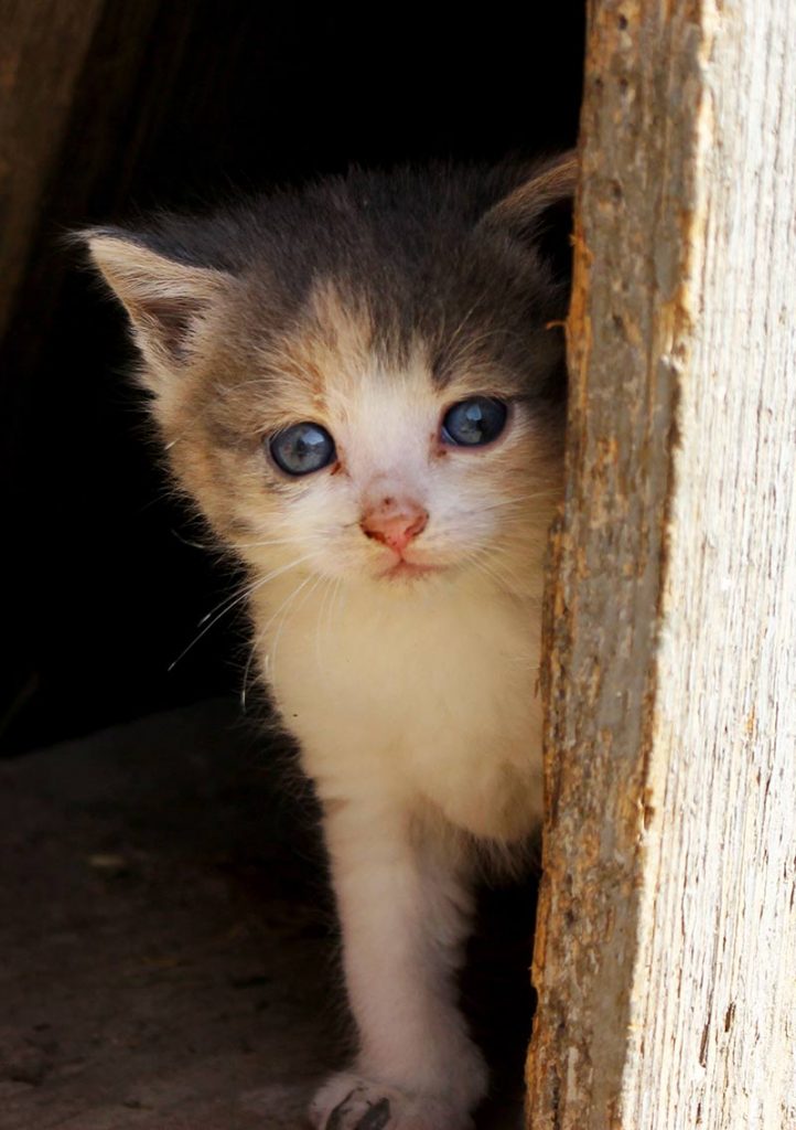 what-to-feed-a-stray-cat-and-how-to-help-stray-cats-and-kittens-survive