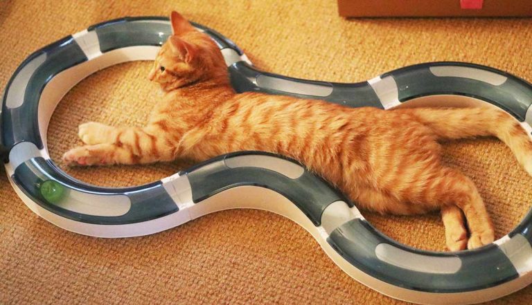 top kitten toys