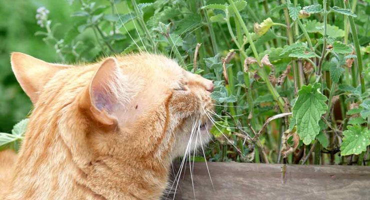 Is Peppermint Oil Safe For Cats - Peppermint Oil For Fleas