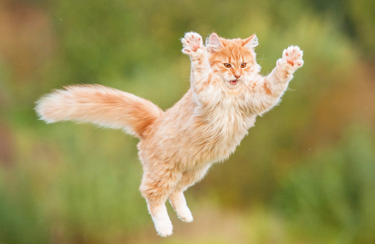 Do Cats Always Land On Their Feet - The Happy Cat Site