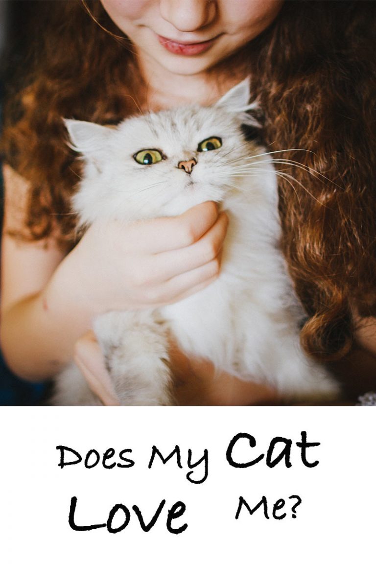Does My Cat Love Me A Guide To The Signs Of Cat Love