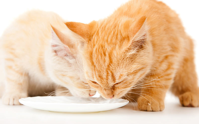 can cats drink vanilla almond milk